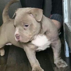 Meet your Posher, Chango